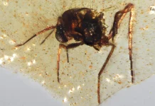 Discovery of insects trapped in amber sheds light on ancient Amazon rainforest 1