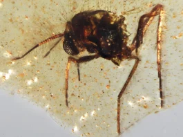Discovery of insects trapped in amber sheds light on ancient Amazon rainforest 1