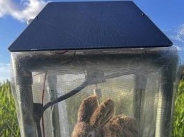 Robot rabbits the latest tool in Florida battle to control invasive Burmese pythons in Everglades 14