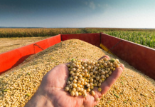 Mr. President: Where will I sell my soybeans 17590498706906