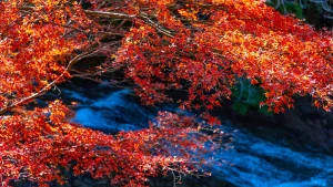 Leaf-peeping around the world: Where to see autumn's best colours 10.31 53