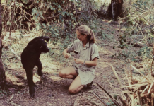 Naturalist Jane Goodall has passed away; her work revolutionized primate research. 1111