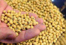 My soybeans are sitting in the warehouse and starting to go bad. aw 1024