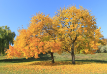 Enjoy the autumn scenery and let your mind relax naturally 图片1