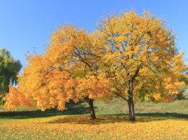 Enjoy the autumn scenery and let your mind relax naturally 图片1