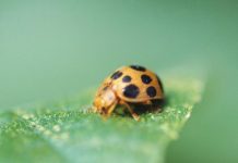 From errant birdseed to mint mishaps, gardening can be as scary as any Halloween night 屏幕截图 2025 10 29 145053