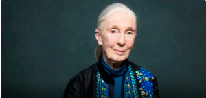Naturalist Jane Goodall has passed away; her work revolutionized primate research. 捕获