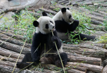 France bids farewell to two giant pandas, wishing them a safe journey home to China. 图片1