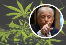 Our country will become a land of marijuana 20251219101503