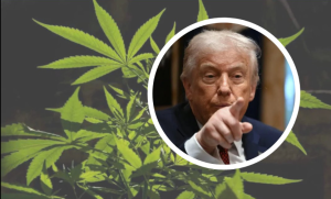 Our country will become a land of marijuana 20251219101503