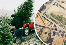 Christmas Tree Prices Have Gone Up 图片1