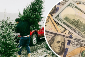 Christmas Tree Prices Have Gone Up 图片1
